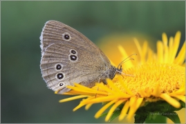 <p>OKÁČ PROSÍČKOVÝ (Aphantopus hyperanthus) ---- /Ringlet - Brauner Waldvogel/</p>